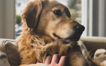 Traumberuf oder Höllenjob? Burnout bei Lehrern Artikel Lehrer Hund