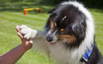 Tiergestützte Therapie mit Hunden in der Oberberg Fachklinik Rhein-Jura Artikel Tiergestütze Therapie Hund gibt Pfote