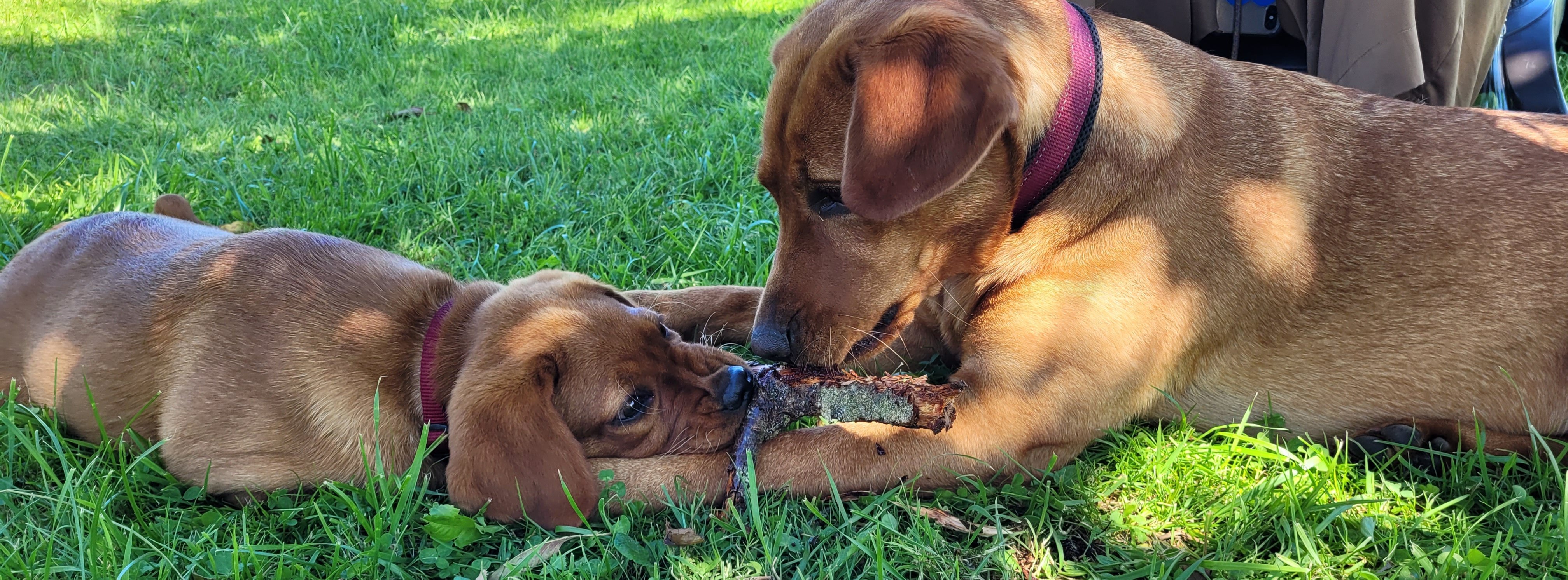 zwei Therapiehunde spielen auf Wiese