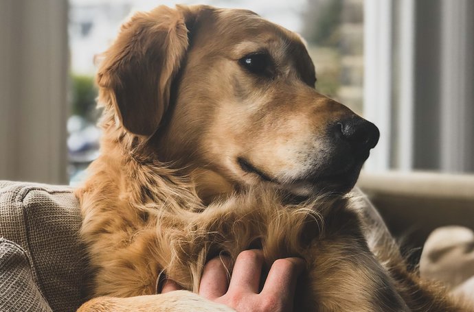 Traumberuf oder Höllenjob? Burnout bei Lehrern Artikel Lehrer Hund