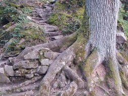 naturtherapie naturtherapie