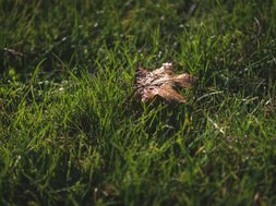 Alkoholsucht im Profisport Alkoholsucht im Profisport