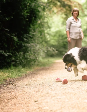Hund bei einer tiergest&uuml;tzten Therapiesituation auf einem Waldweg