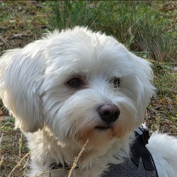 Portraitfoto Klinikhund Shiro