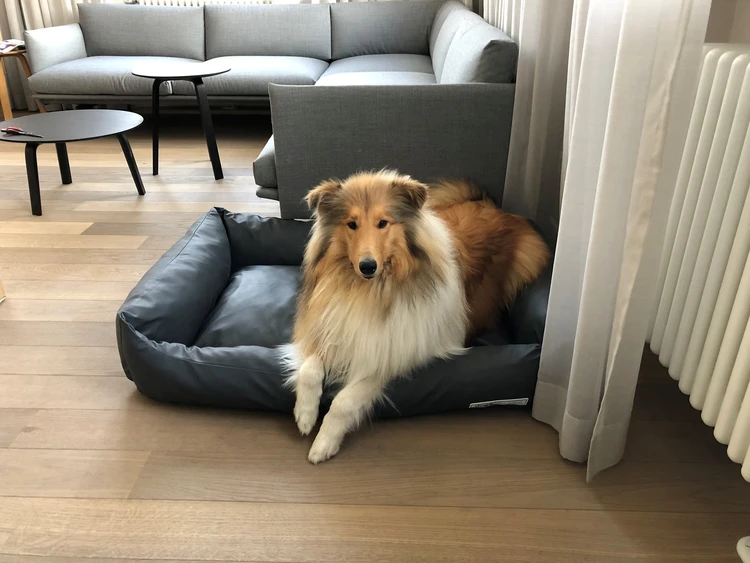 Hund liegt auf einem Hundebett in einem Raum