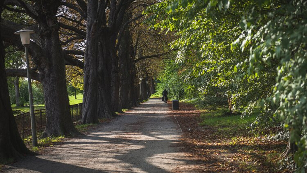 Baumges&auml;umter Weg im Gr&uuml;nen mit einer Person in der Ferne